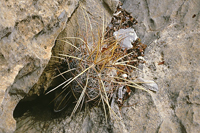 Thelocactus lausseri