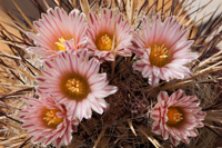 Thelocactus lausseri