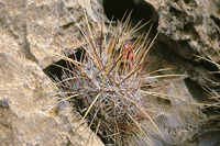 Thelocactus lausseri