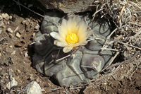 Thelocactus multicephalus