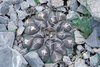 Thelocactus multicephalus