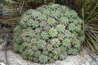 Thelocactus multicephalus