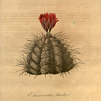Echinocactus bicolor type