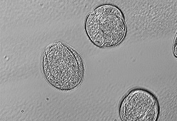 pollen grains of Thelocactus hexaedrophorus