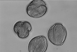 pollen grains of Thelocactus multicephalus