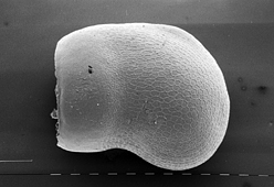 tulensis seed