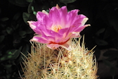 Thelocactus bicolor ssp. flavidispinus