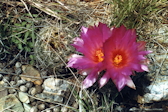 Thelocactus bicolor ssp. flavidispinus