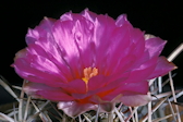 Thelocactus bicolor ssp. heterochromus