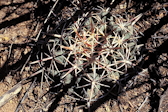 Thelocactus bicolor ssp. heterochromus