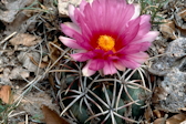 Thelocactus bicolor ssp. heterochromus