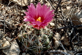 Thelocactus bicolor ssp. heterochromus