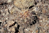 Thelocactus bicolor ssp. heterochromus