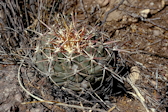 Thelocactus bicolor ssp. heterochromus