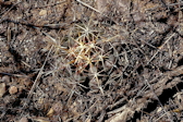 Thelocactus bicolor ssp. heterochromus