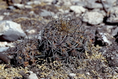 Thelocactus leucacanthus