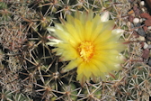 Thelocactus leucacanthus