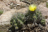 Thelocactus leucacanthus