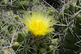 Thelocactus leucacanthus