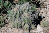 Thelocactus leucacanthus