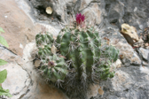 Thelocactus tepelmemensis