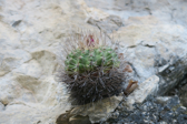 Thelocactus tepelmemensis