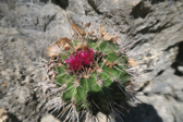 Thelocactus tulensis